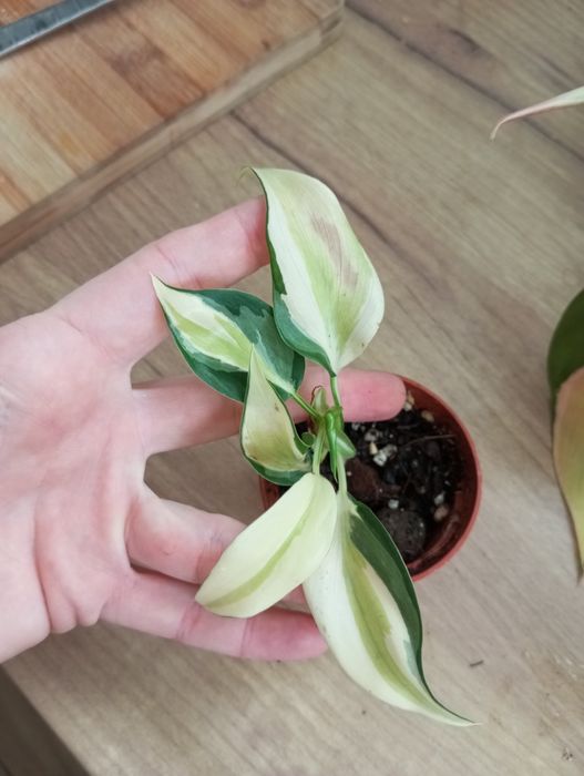 Philodendron gabby cream splash