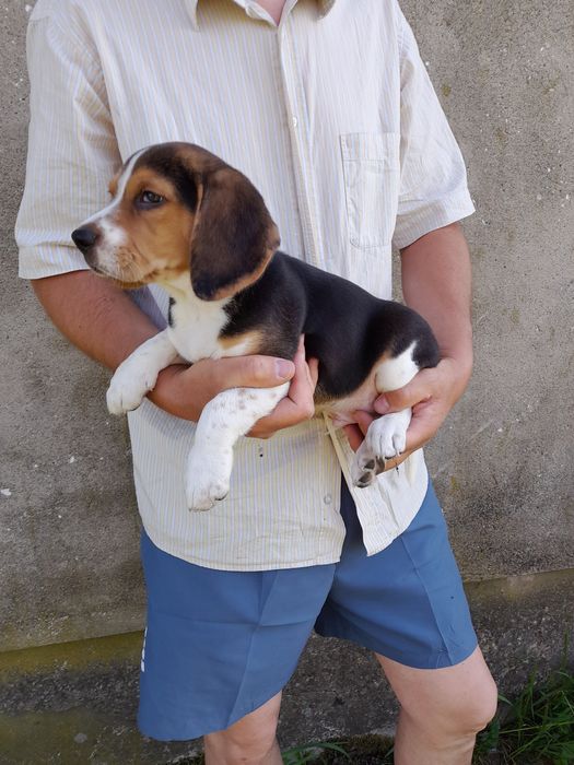 Beagle szczeniak tricolor