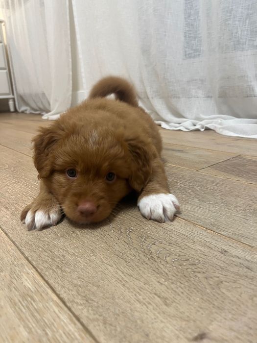 nova scotia duck tolling retriever