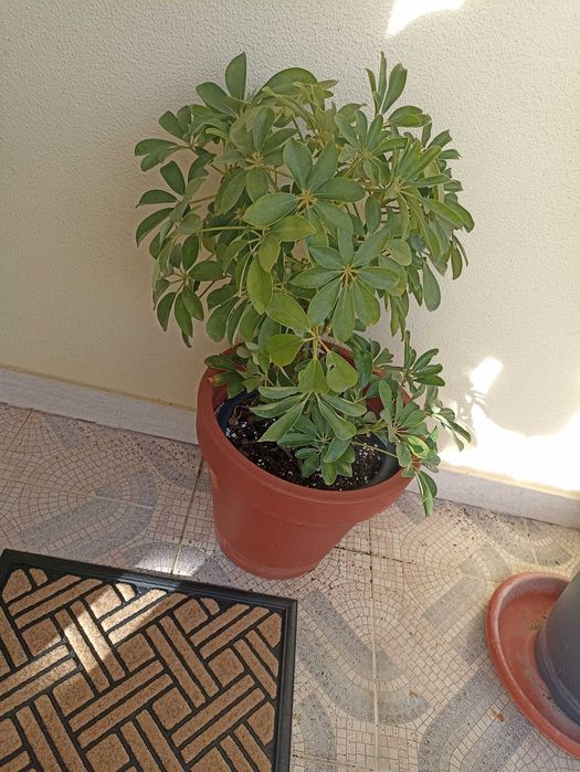 Plantas verdes ornamentais de interior e exterior