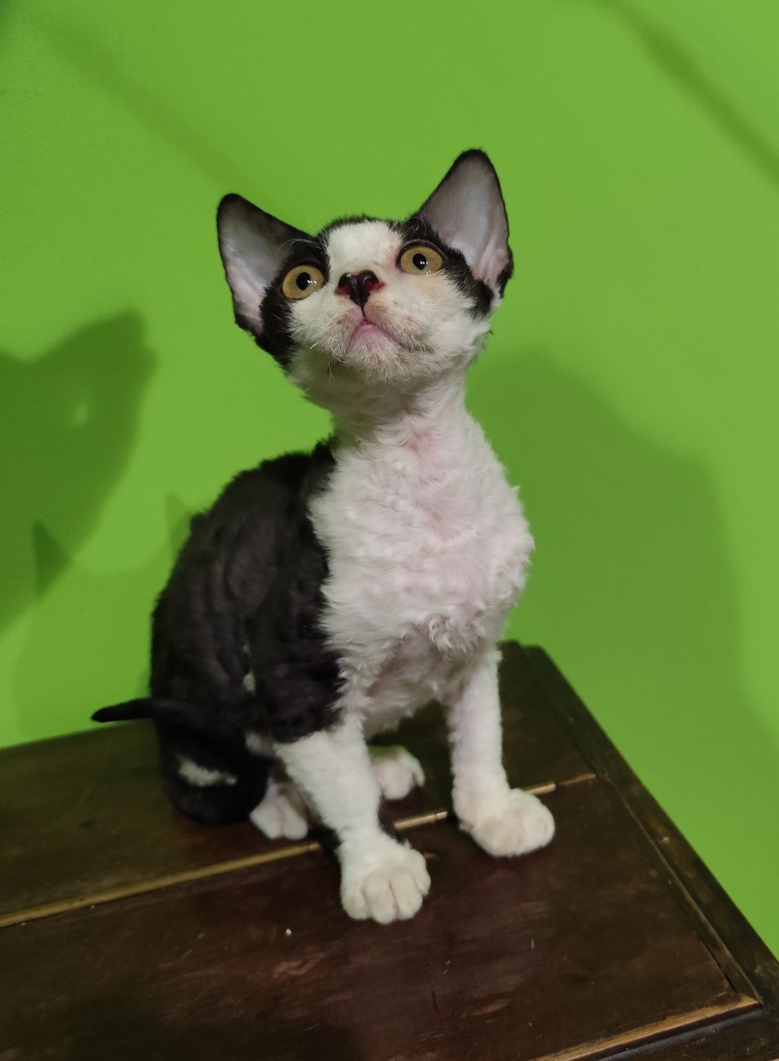 Cudowny kotek Devon rex. Czekoladowy Wafelek