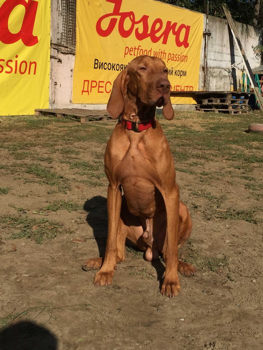 Кобель угорська вижла угорська лягава венгерская выжла для вязки