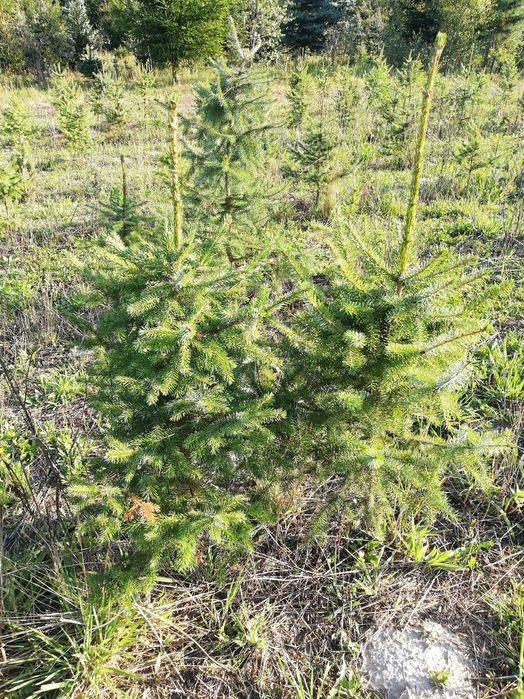 Świerk serbski omorika szkółkowany