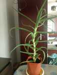 Aloes wieloletni