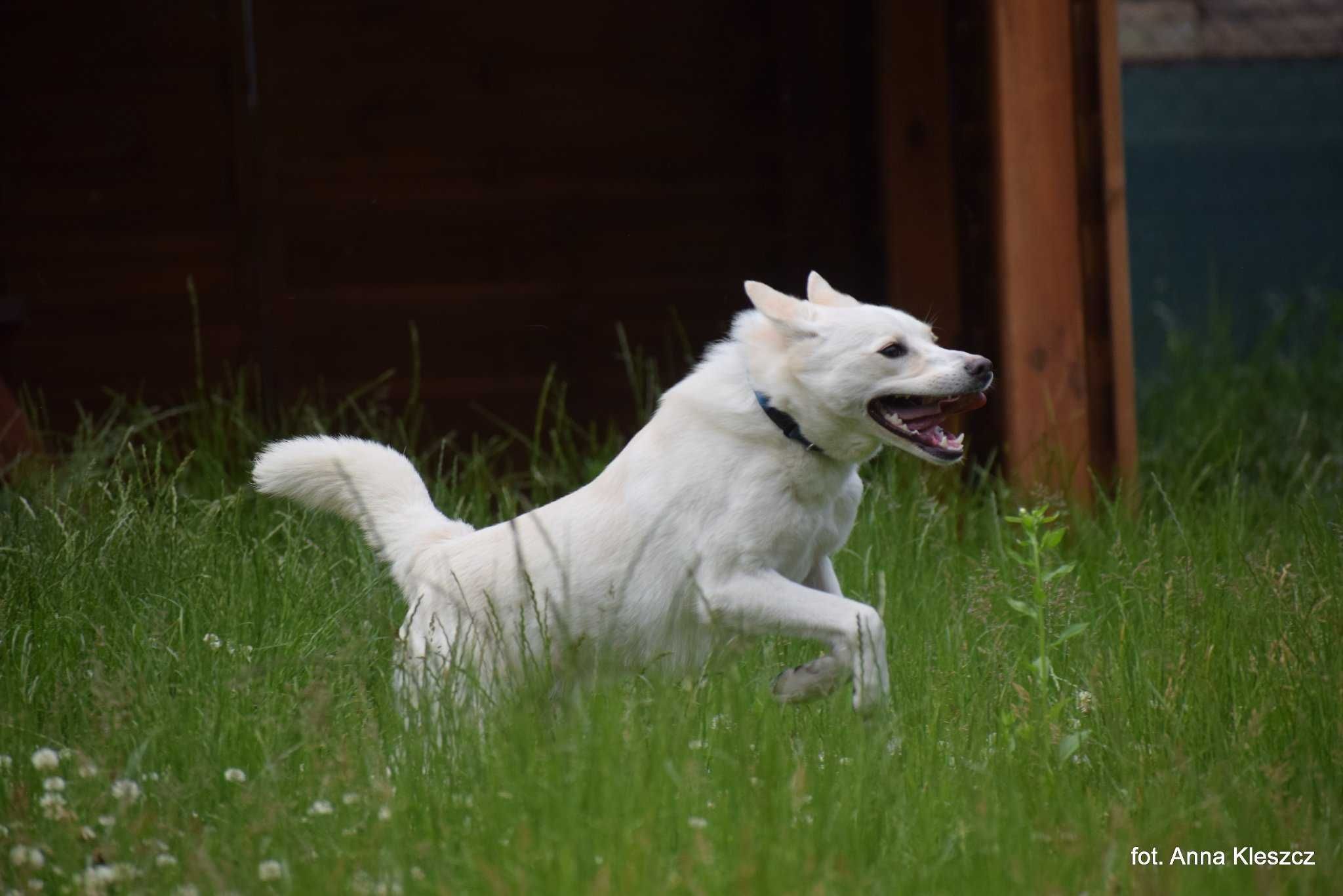 Słodzik - młodziutki mini mix husky adopcja