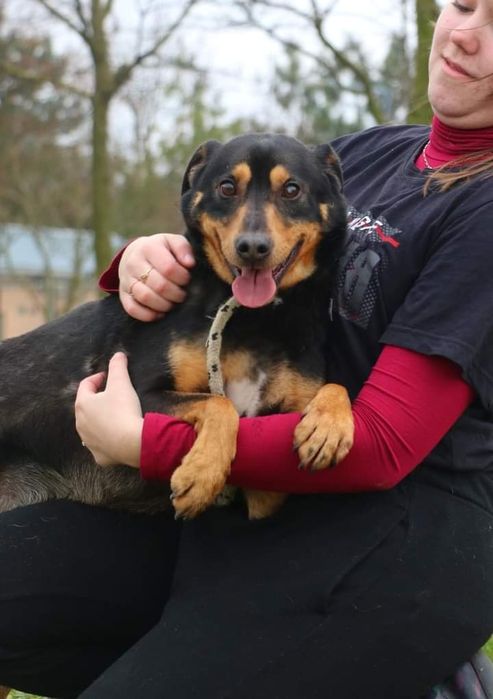 Miał tylko 10 miesięcy, kiedy do nas trafił. Teraz to już dorosły pies