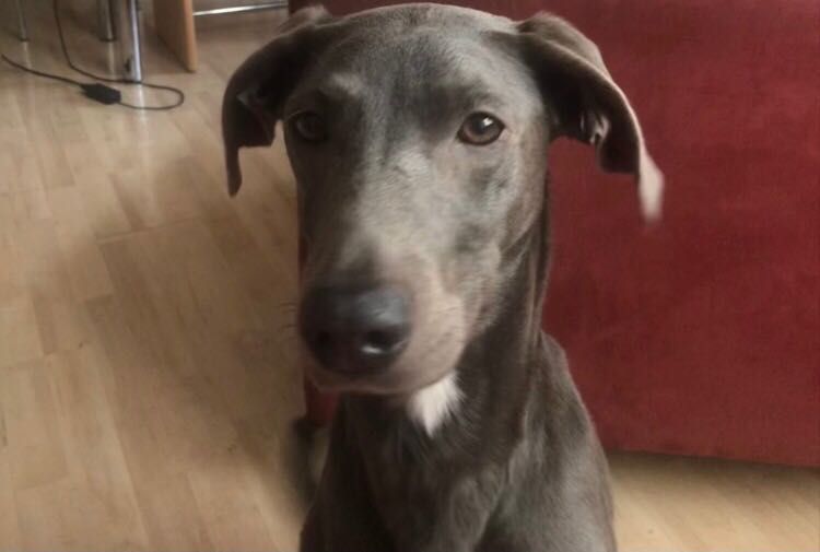 Собака у добрі руки