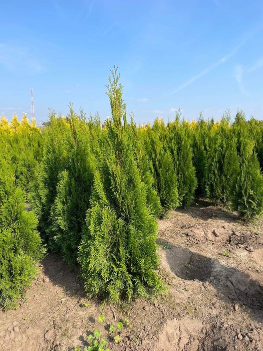 Świeża Szeroka Tuja Szmaragd 120-130 Produkujemy Dowozimy Sadzimy