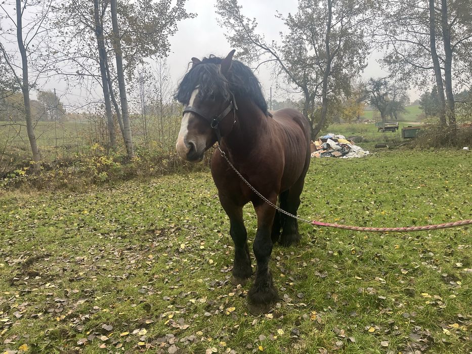 mam na sprzedaz ogiera  zimnokrwistego typ sztumski