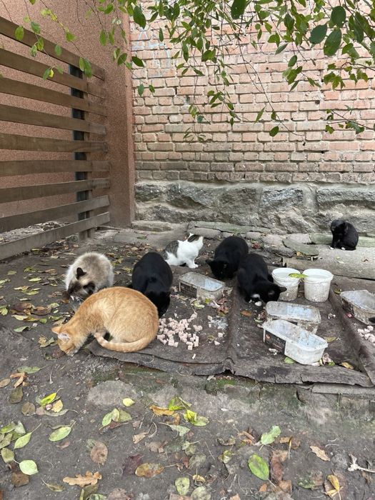 Котики в добрі руки