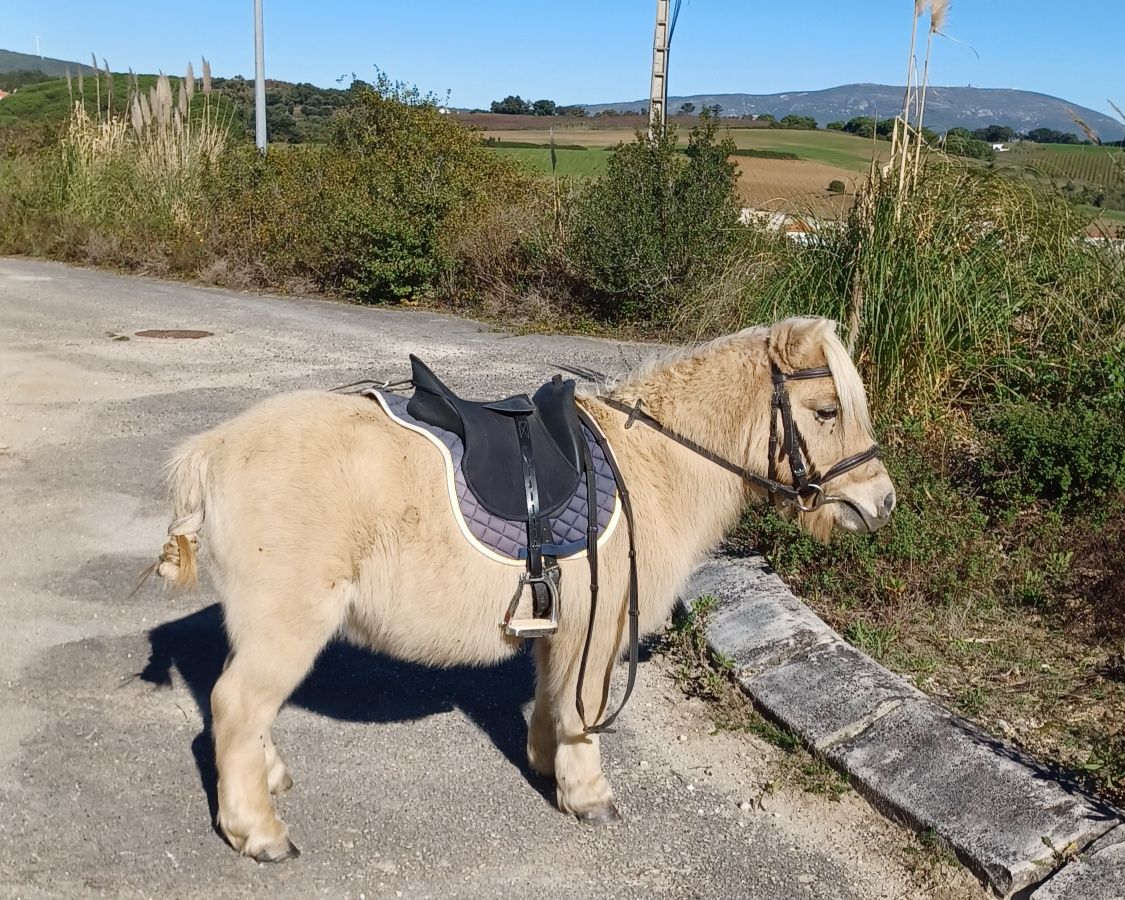 Ponei palomino castrado