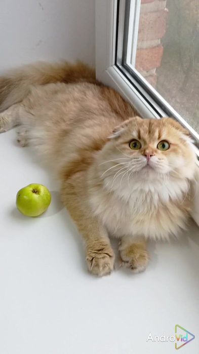 Нежнейшая вислоухая девочка золотая шиншилла Хайленд