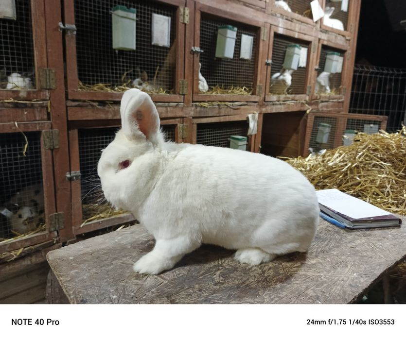 Nowozlendzki Biały rodowód ocena