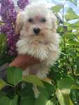 Śliczna malutka suczka maltipoo F1