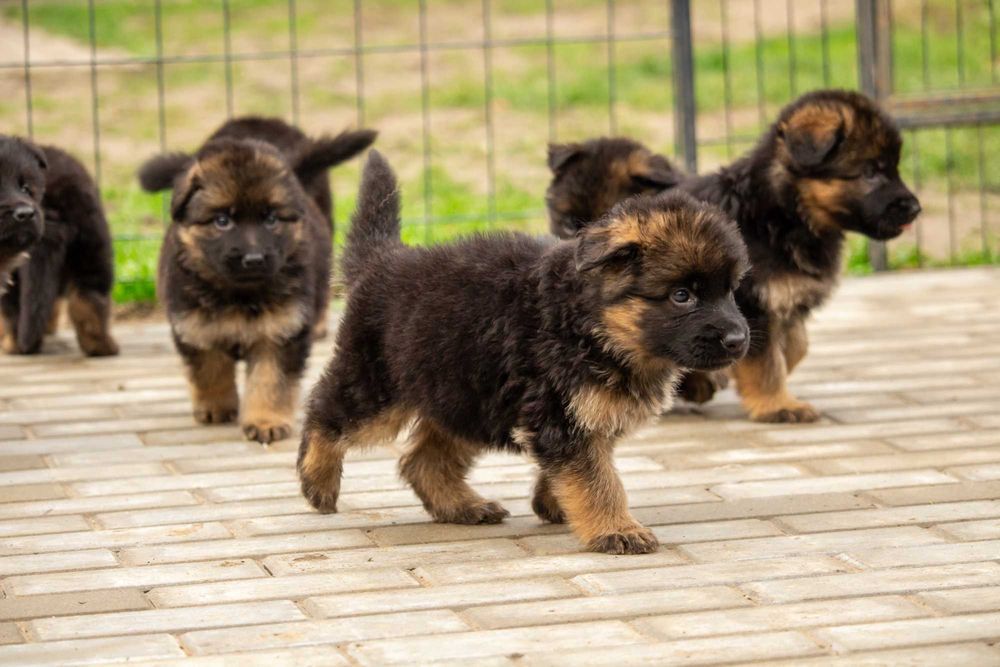 Owczarek niemiecki długowłosy – wyjątkowe szczenię