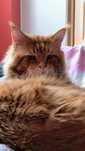 Kocur Maine coon-reproduktor