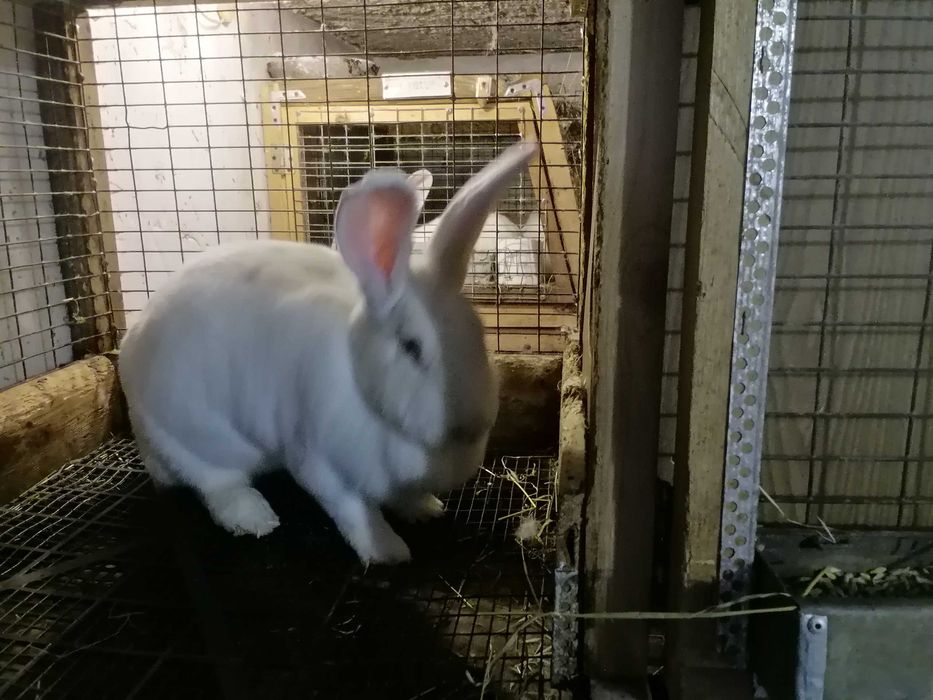 Продам кролей, кролики породы Панон и полтавское серебро.