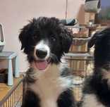 Border Collie piękny piesek czarno-biały