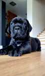 Cane Corso FCI/ZKwP po Championie – szczenięta