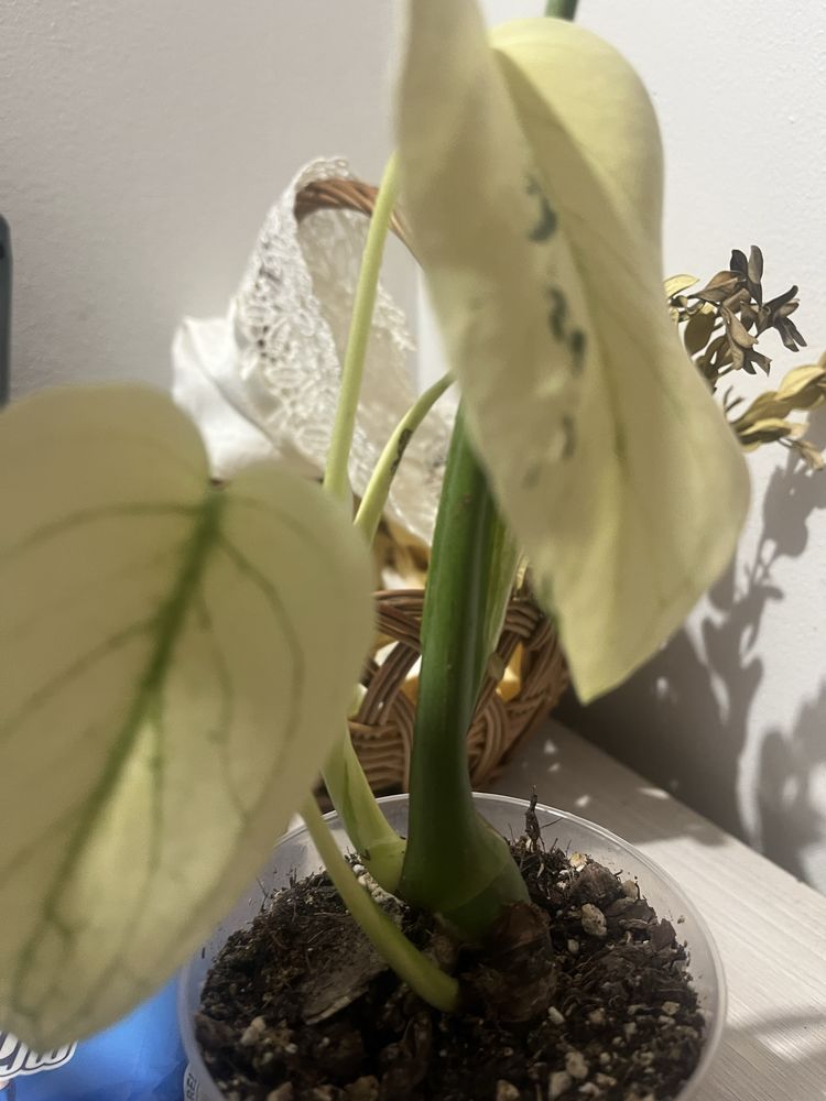 Monstera Deliciosa Mint cztero listna
