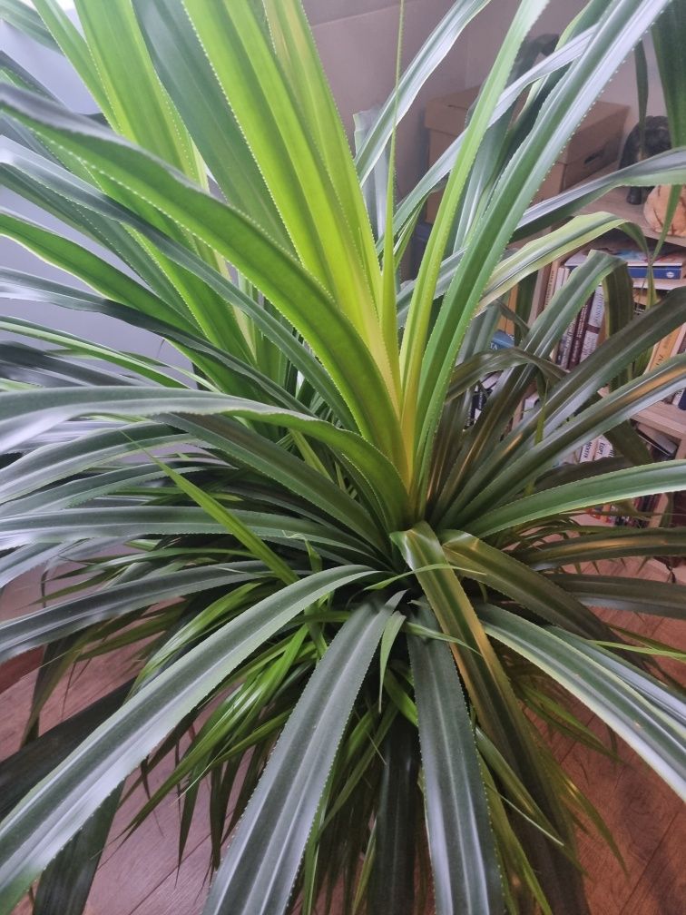 Pandan pandanus veitchii
