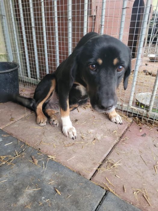 Przerażona Kropka szuka domu