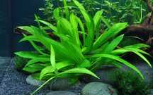 6 pés de Helanthium Bolivianum Quadricostatus