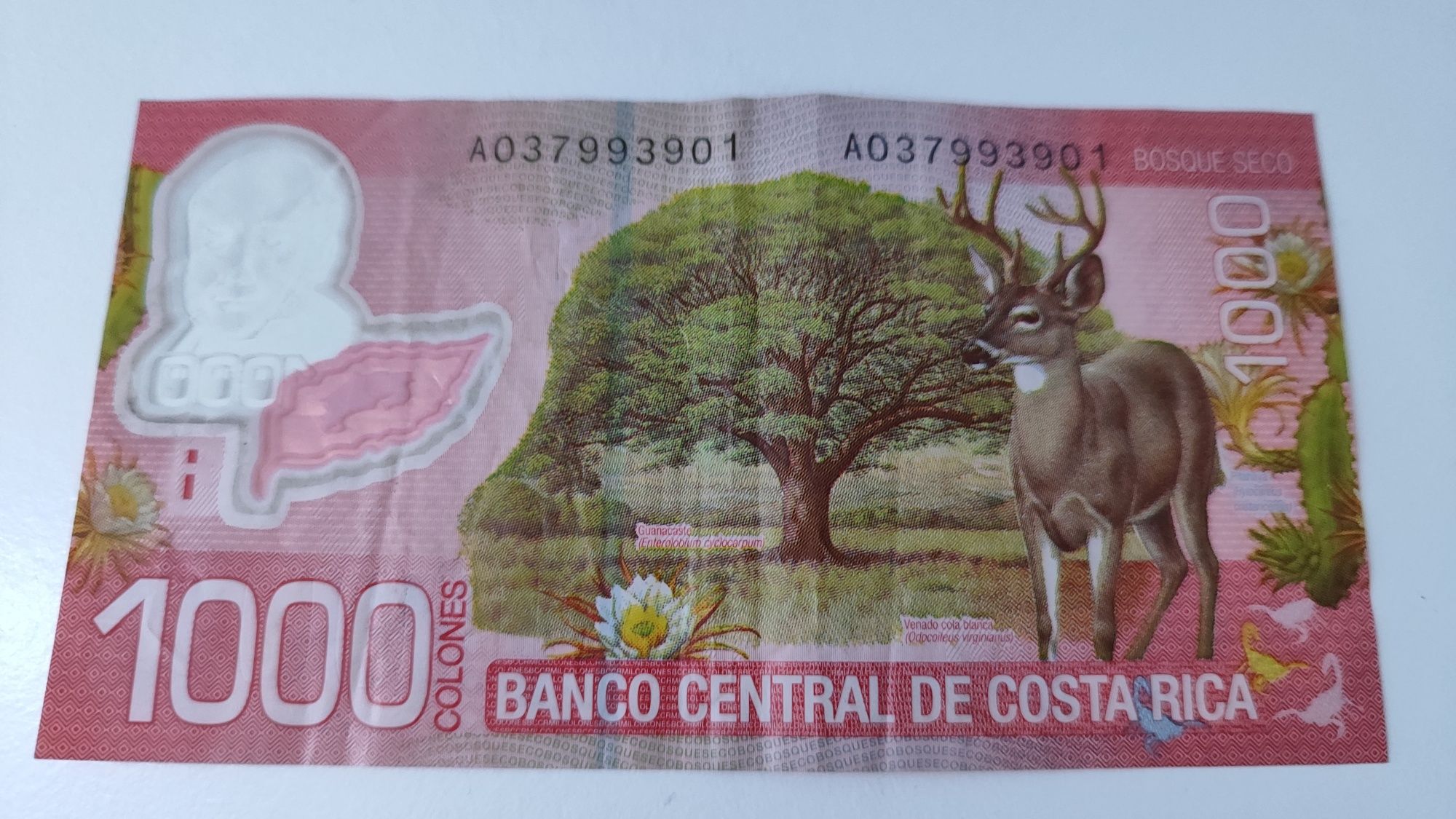 Banknot Kostaryka 1000 colones 2009 polimer
