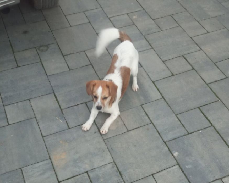 Do oddania 2 suczki w wieku czterech miesiącu