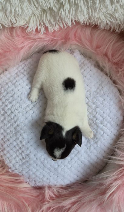 Piękna dziewczyna chihuahua krótkowłosa - domowa hodowla