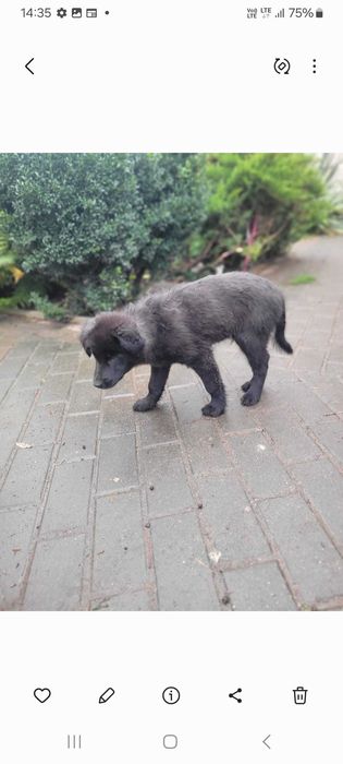 Oddam szczeniaki w dobre ręce