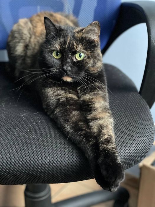 Кошка с непростой судьбой в поисках дома