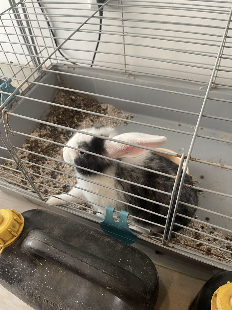 Vendo coelha anã com 4 meses