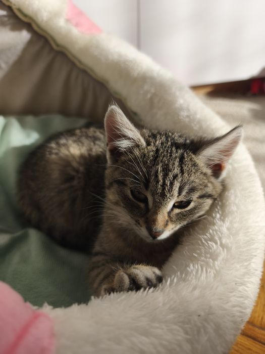 Oddam kotkę w dobre ręce