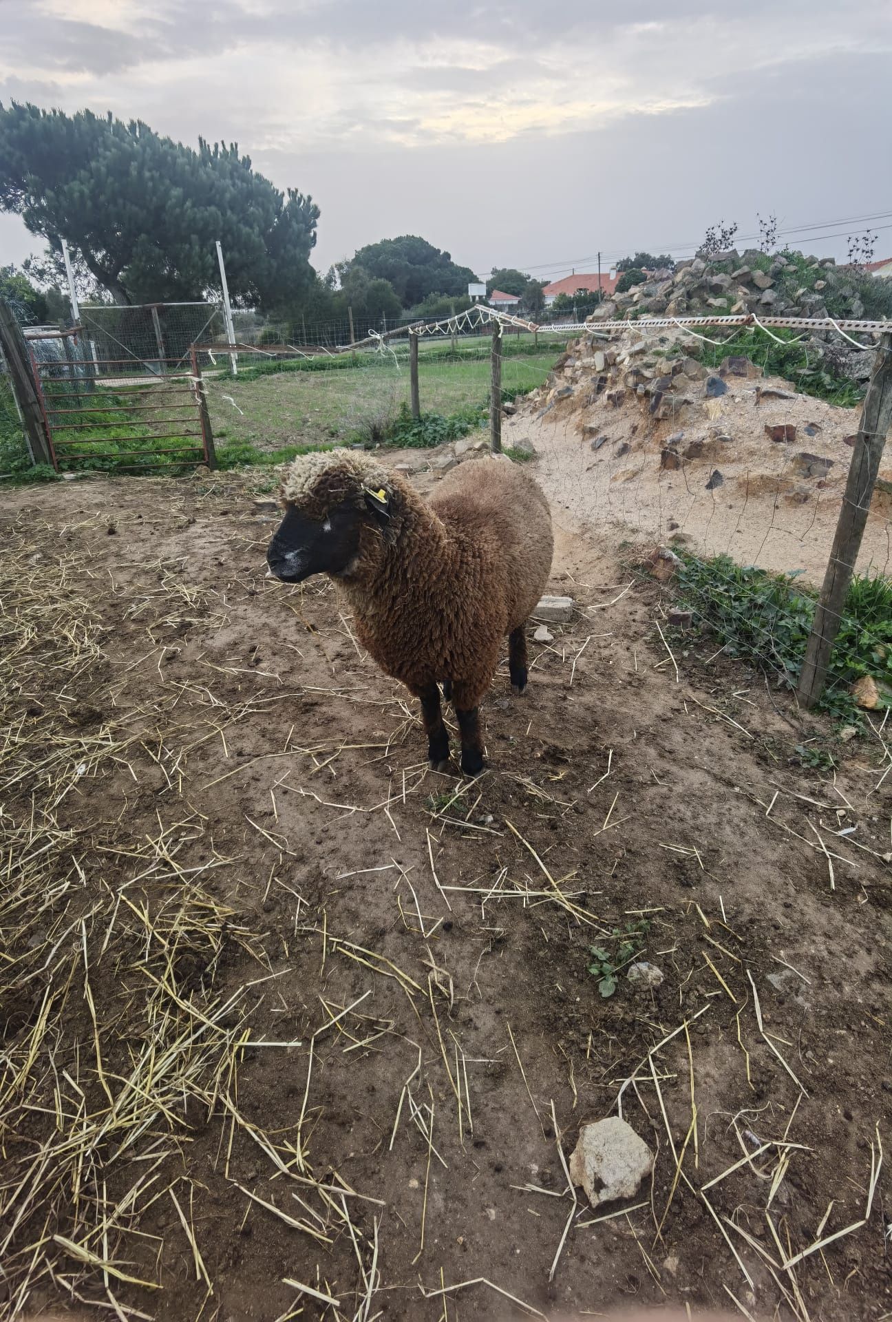 Ovelhas P3 odemira