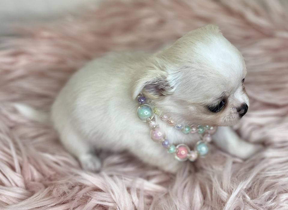 Chihuahua Femea disponivel