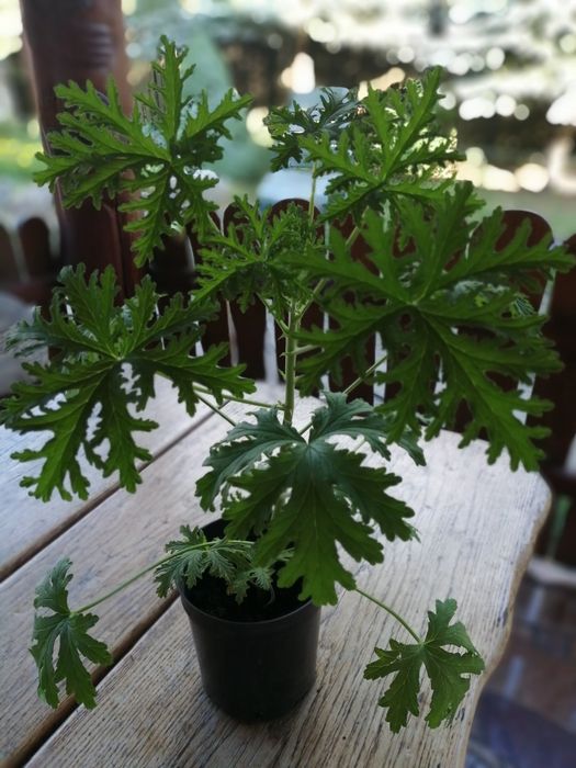 Syrop anginka (geranium)