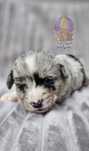 Luna & Lisette**Welsh Corgi Cardigan **Sunia Merle**Do Rezerwacji