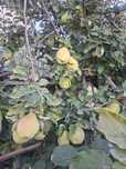 Marmelos caseiros