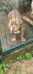 American bully femea