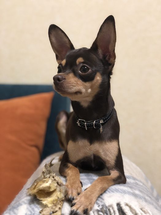 Злучка в'язка той терєра