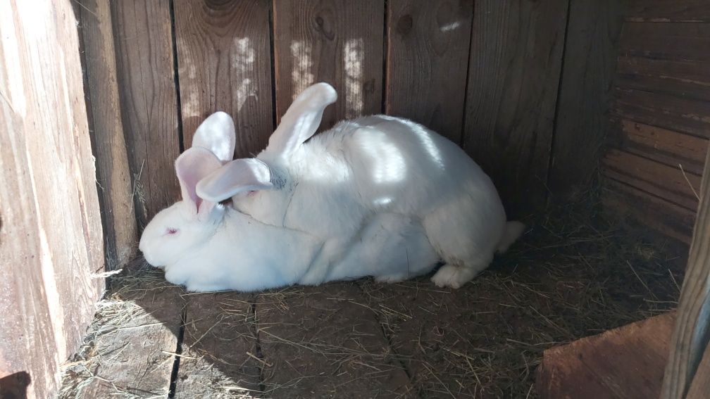 Молодняк кроликів білий велетень!