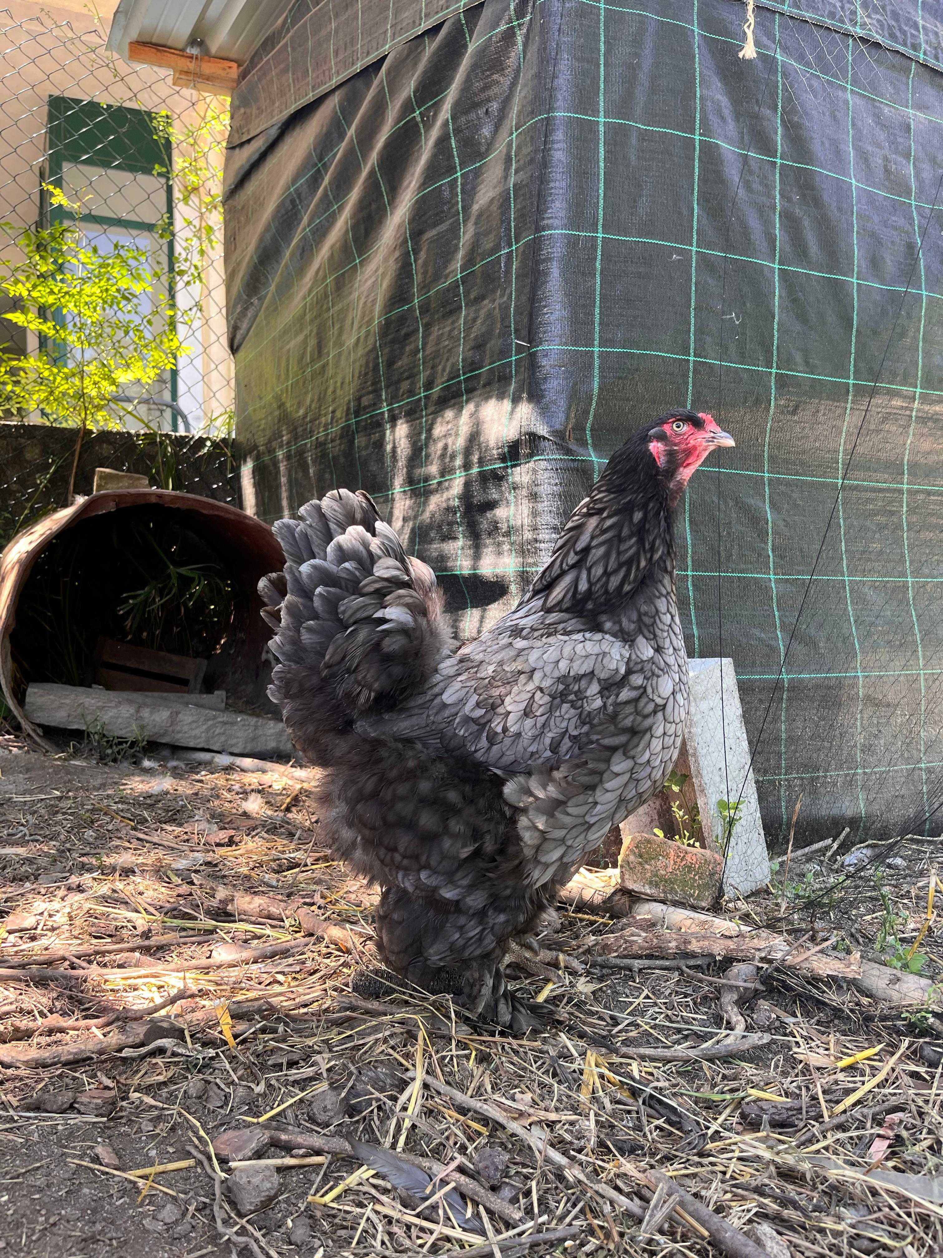 BRAHMA AZUL (ovos e aves)