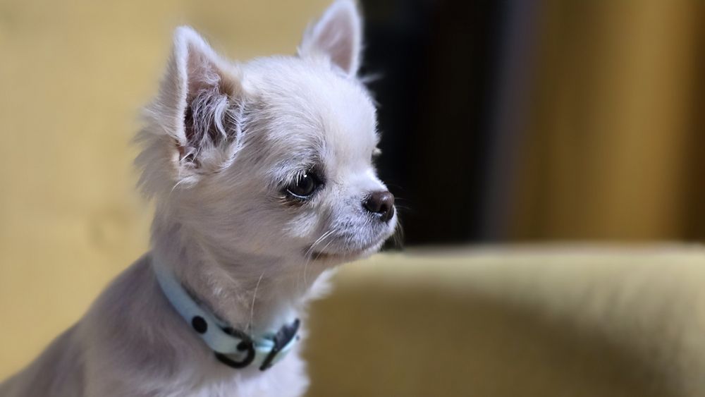 Chihuahua chłopiec
