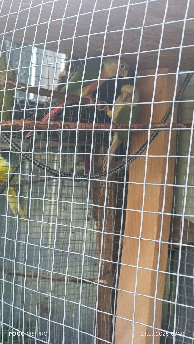 Sprzedam młode ptaki z 25r