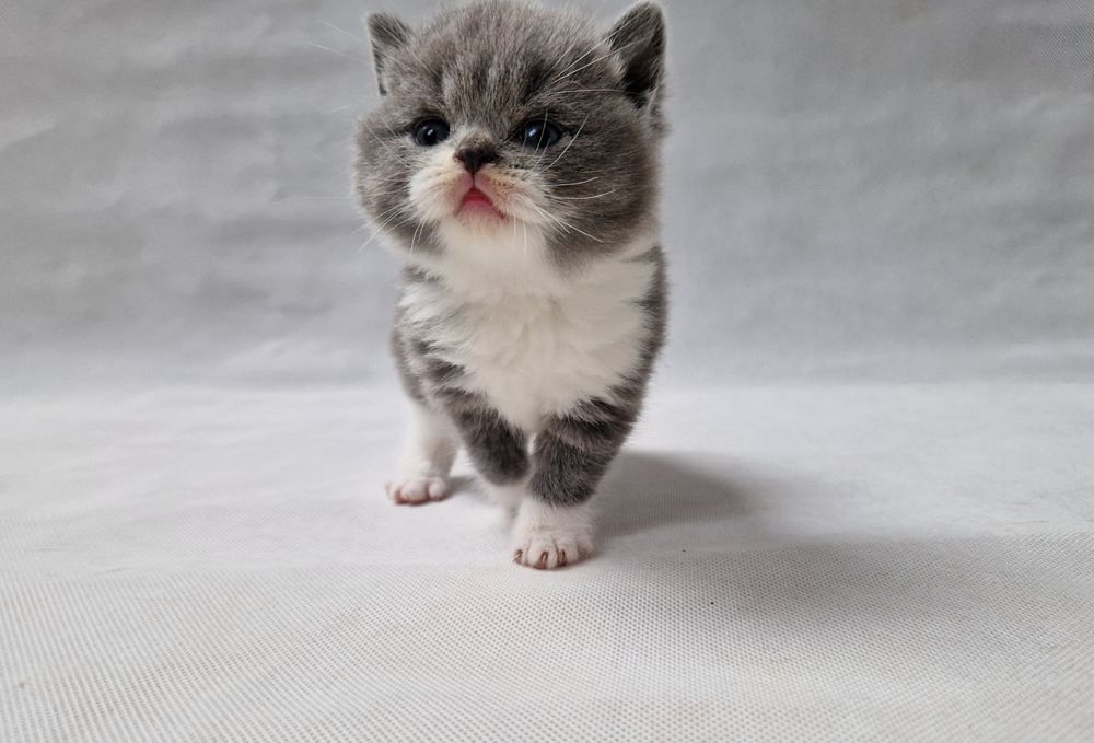 Kocurek, rodowód FiFe FPL.  Odbiór Grudzień. .