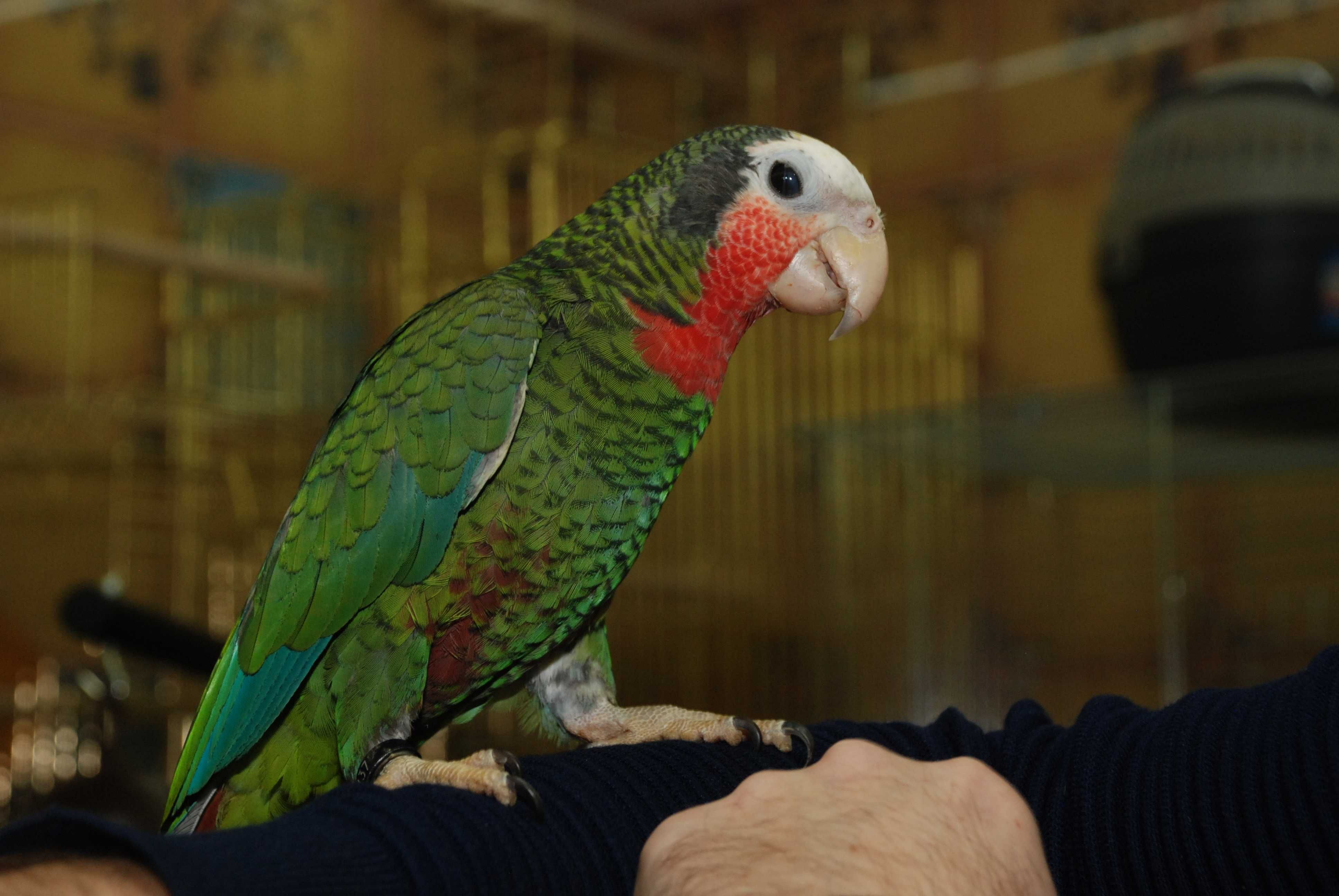 Продам ручного попугая белолобый амазон Говорящий