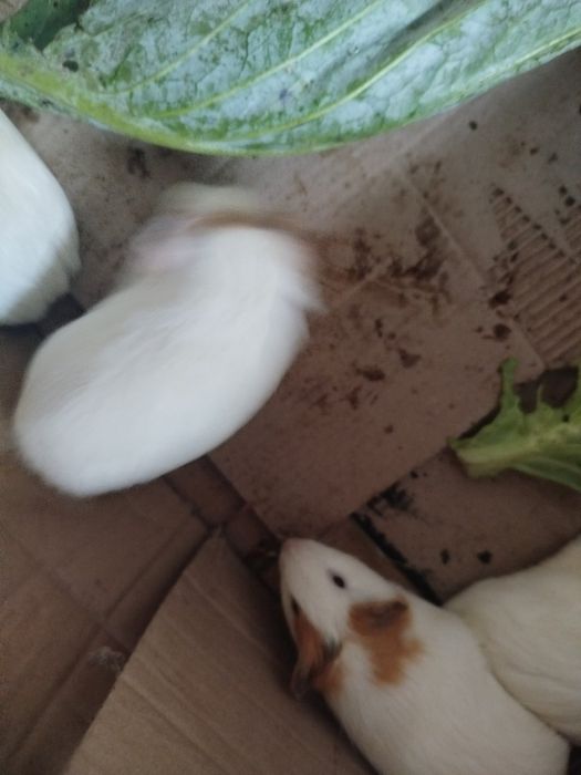 Терміново!!! Морські свинки