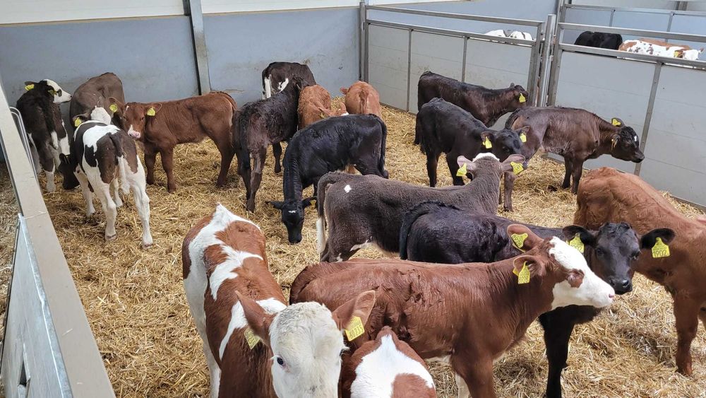 Byczki Cielęta Jałówki 50-110kg POLSKIE