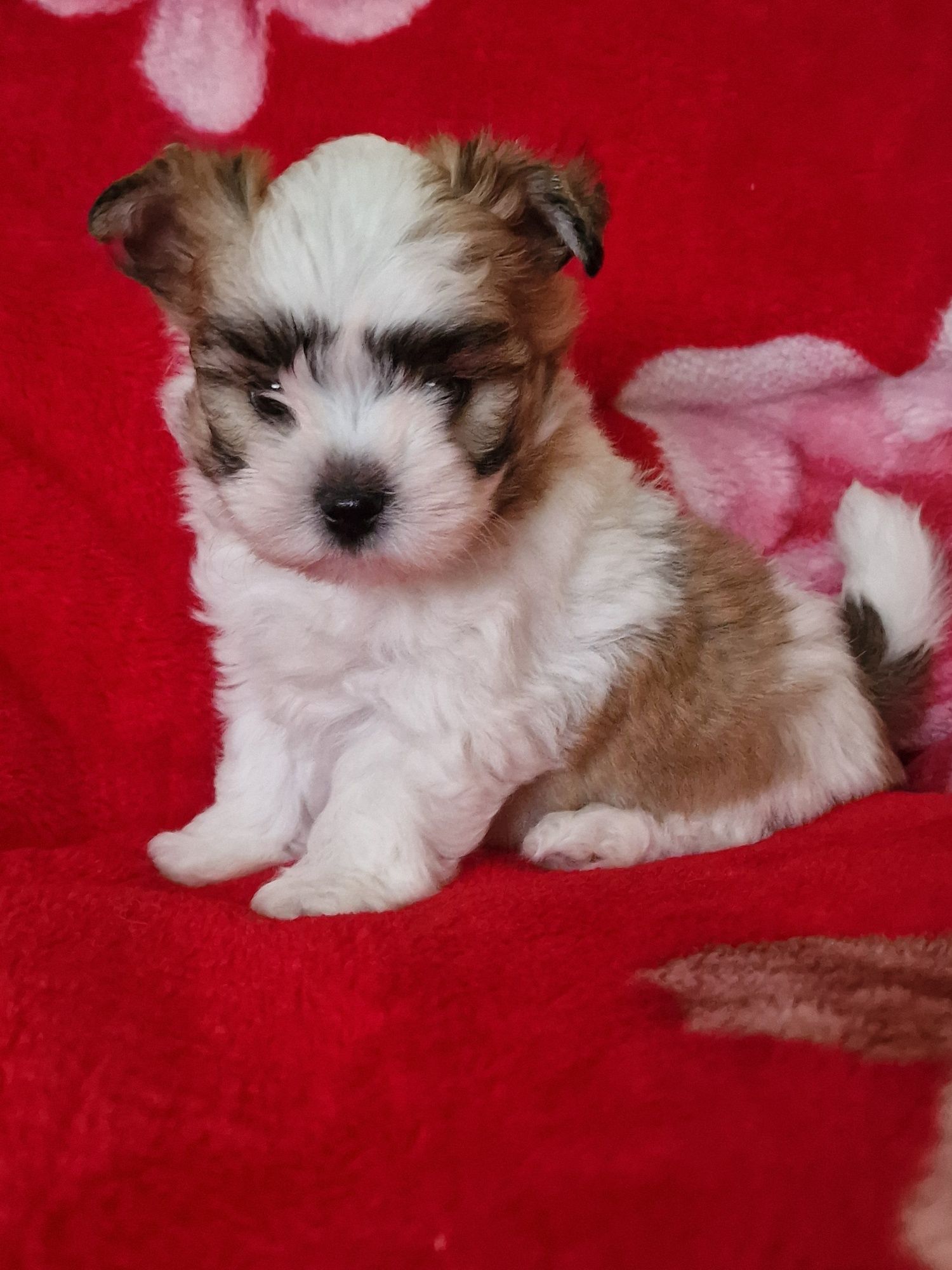 Yorkshire Terrier/York white ocean pearl,samczyk,przepiękny